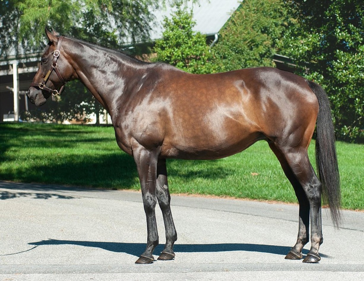 Bella Rio Stallion In Bella's Honor