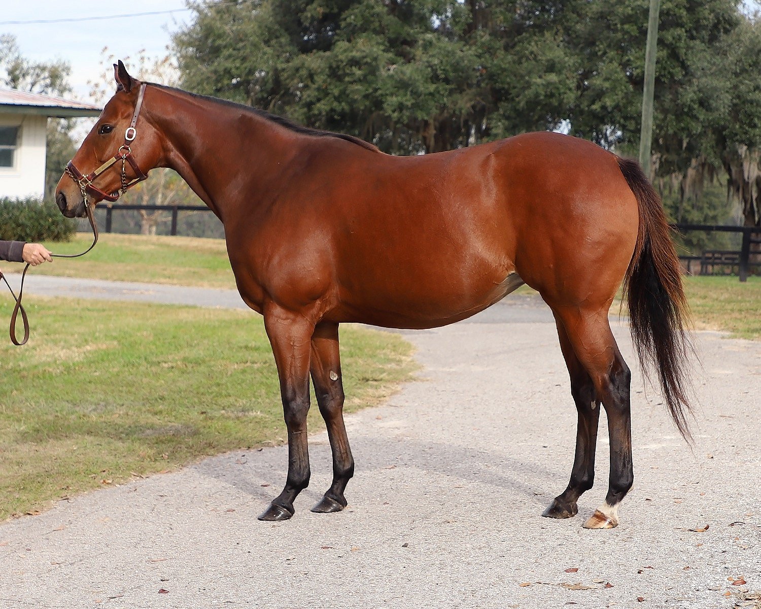 She Will Dance (IRE)