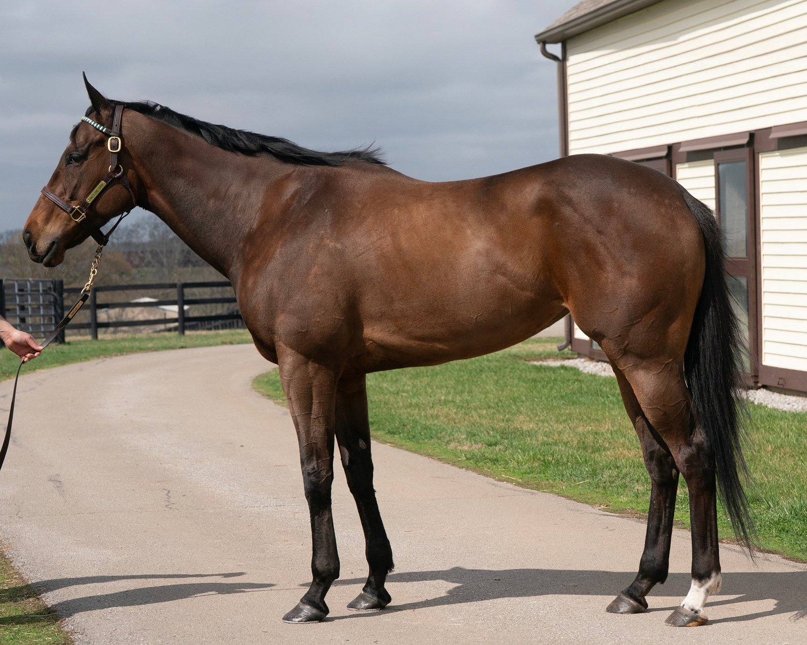 Big Beautiful (IRE)