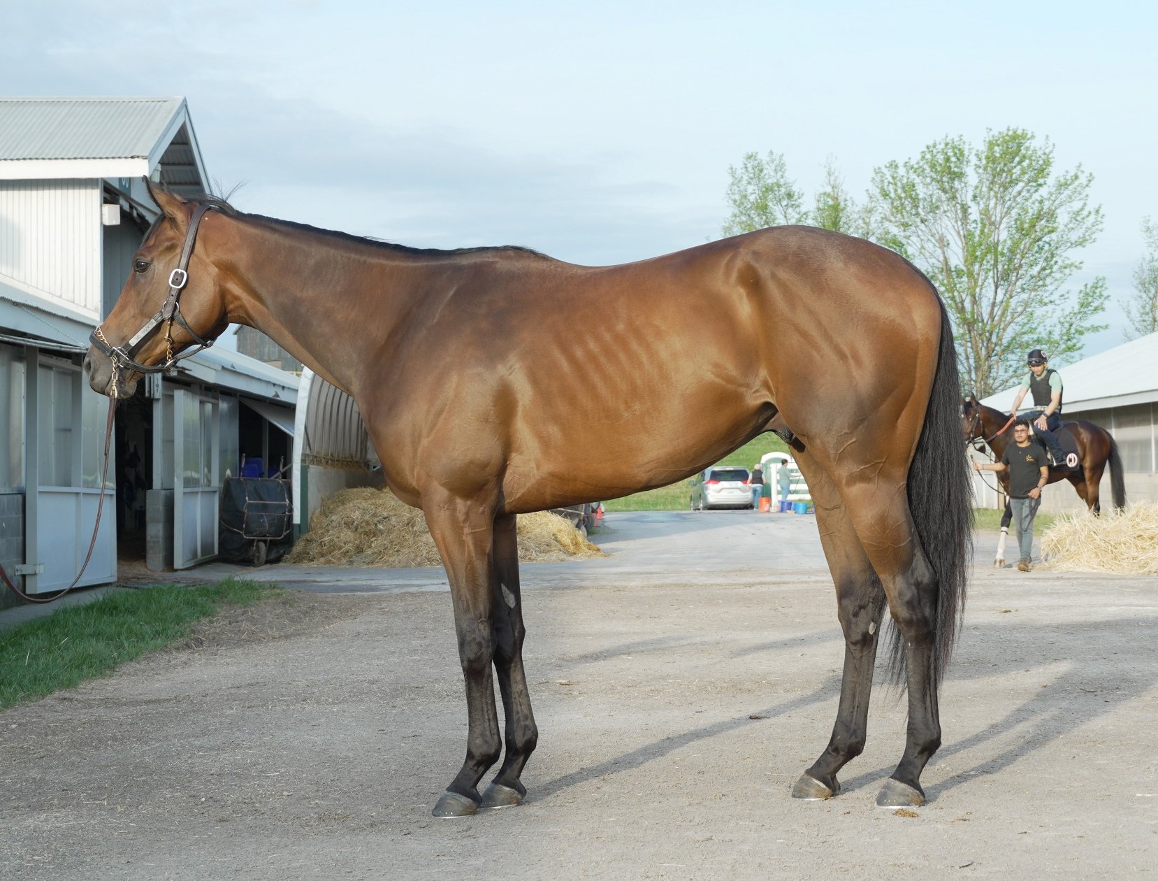 Mos Rear Horse Mo Work