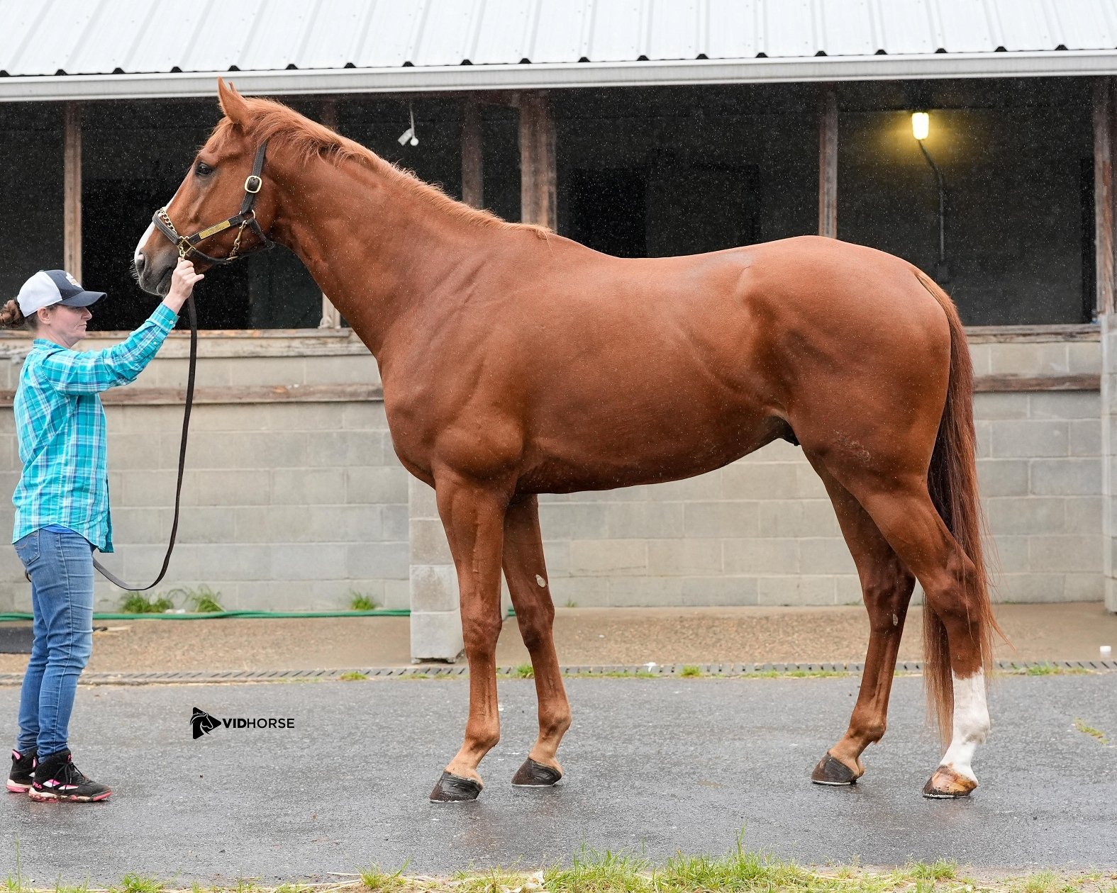 Volatile Stallion Volatilis