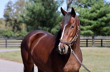 Victoria Royale - Hip 213
