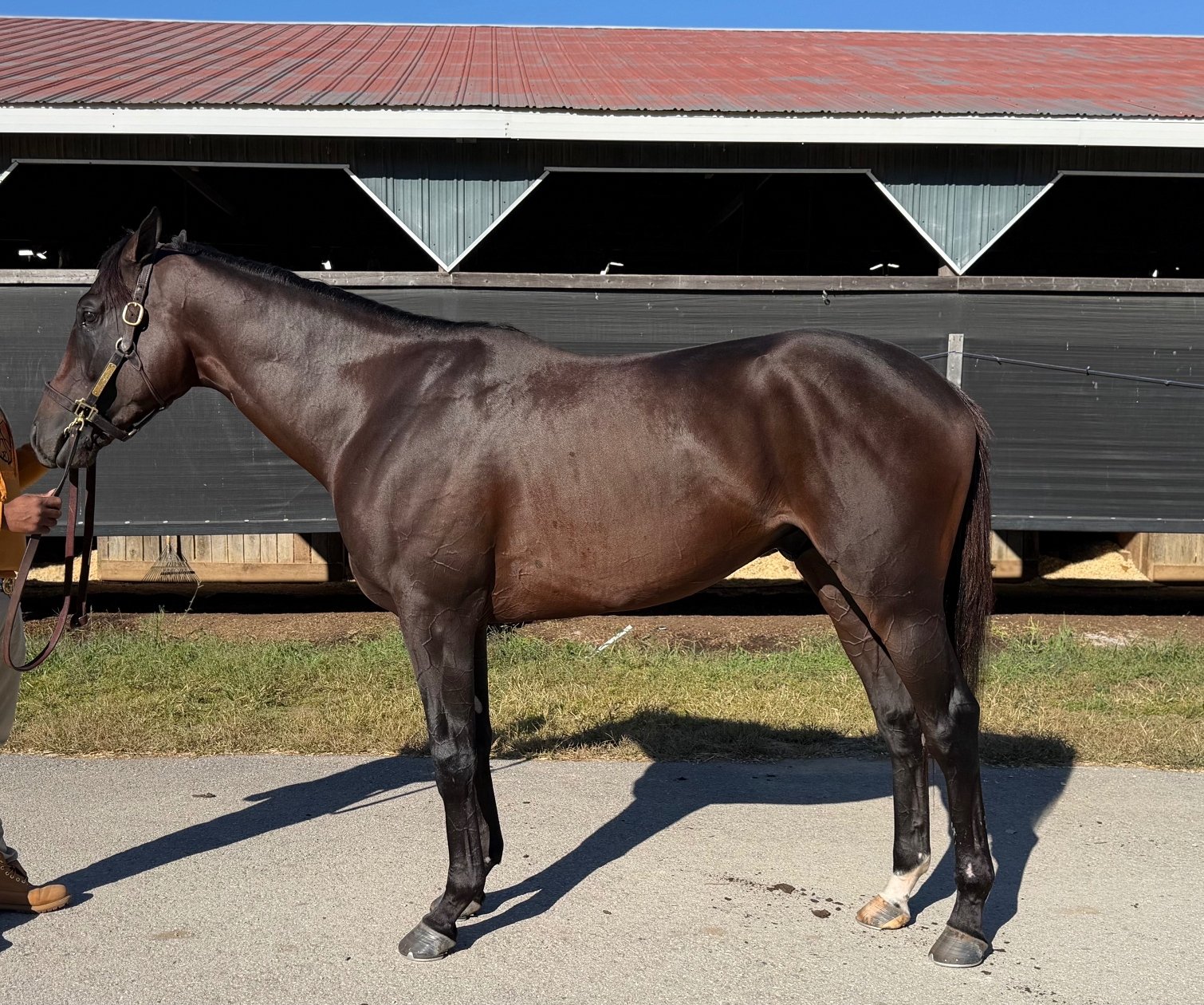 Epic Ruler - Hip 231